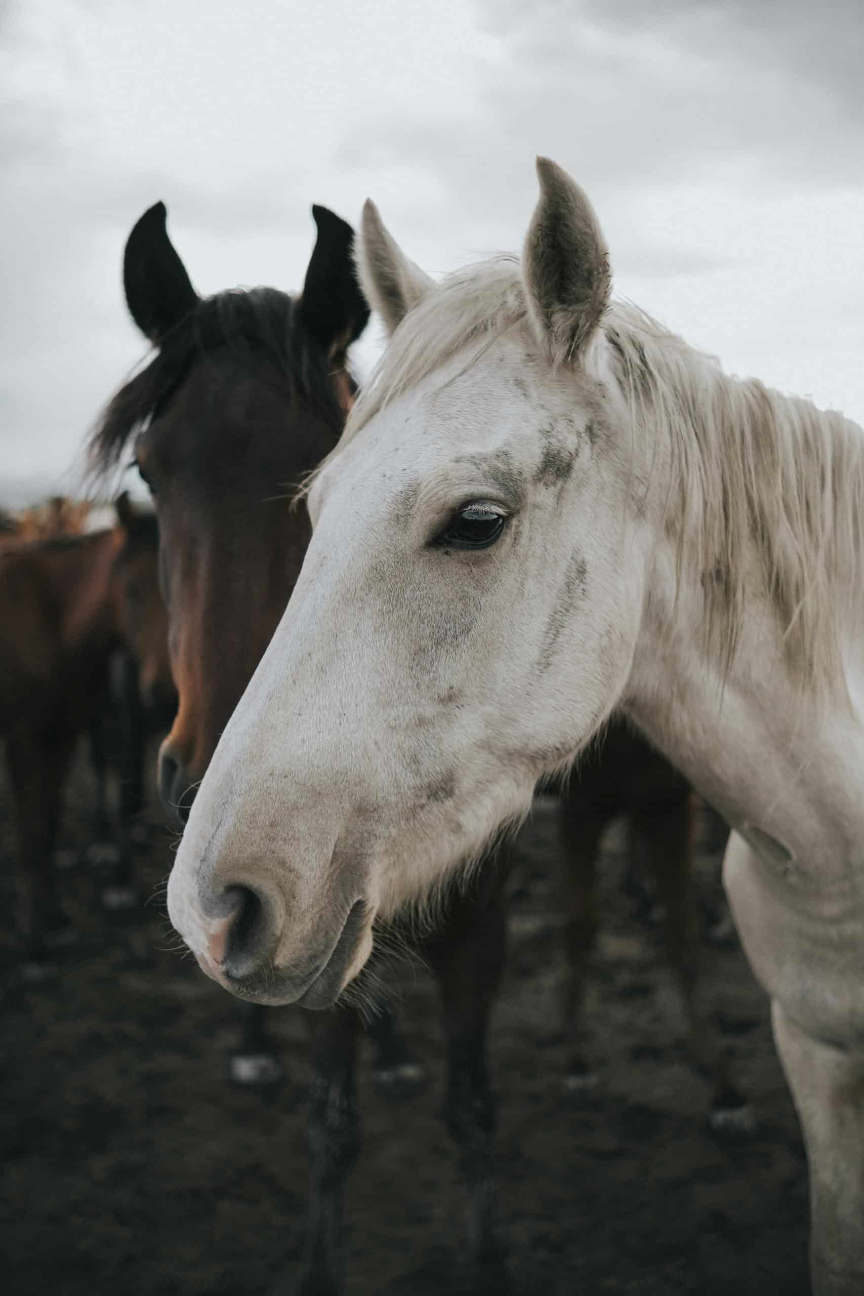 A close-up portrait of a white horse standing among a herd in a rural setting.