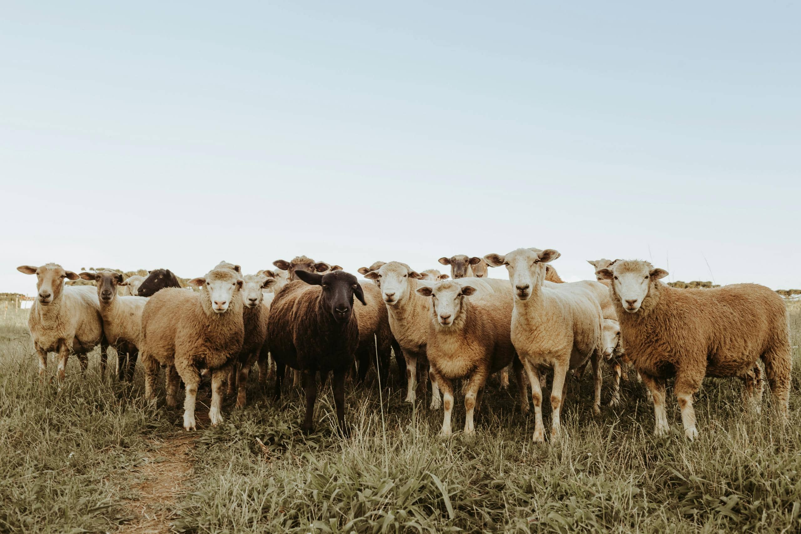 A diverse flock of sheep grazing in a grassy field under a clear sky.