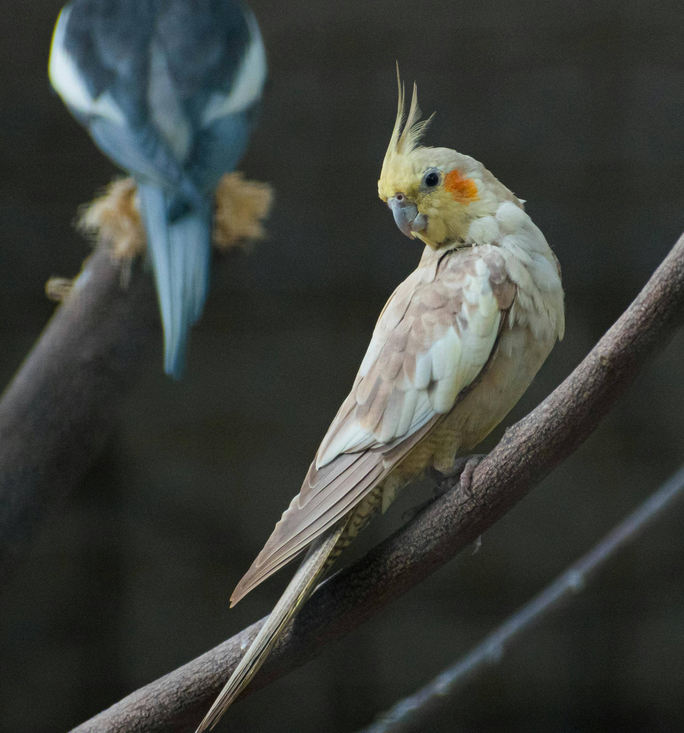 Stunning close-up of a cockatiel with vibrant plumage perched on a branch.